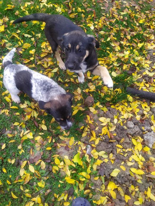 Donez 2 căței de 10-11 săptămâni !