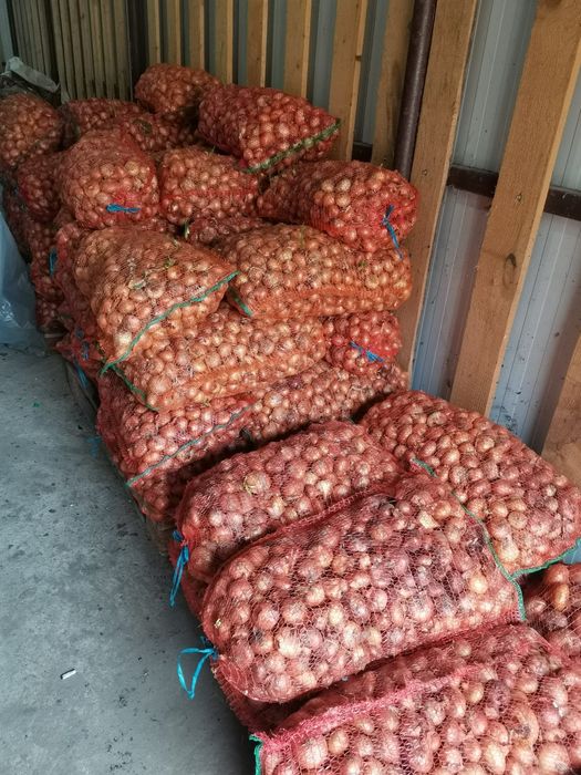 Ceapa pentru stufat din arpagic Stuttgart