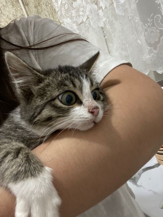 котенок 4 месяца