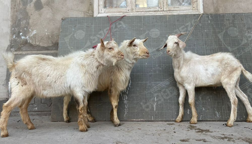 Таза занен текелер көкпарға ұрықтыққа жарайды 1жас ешкы ешкі коза козы