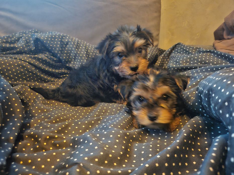 Йоркширски териер/йорки