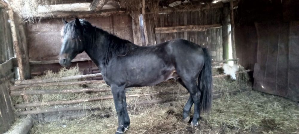 Жеребец ,қазақи айғыр 6 жасар