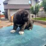 Mascul caucazian cu pedigree