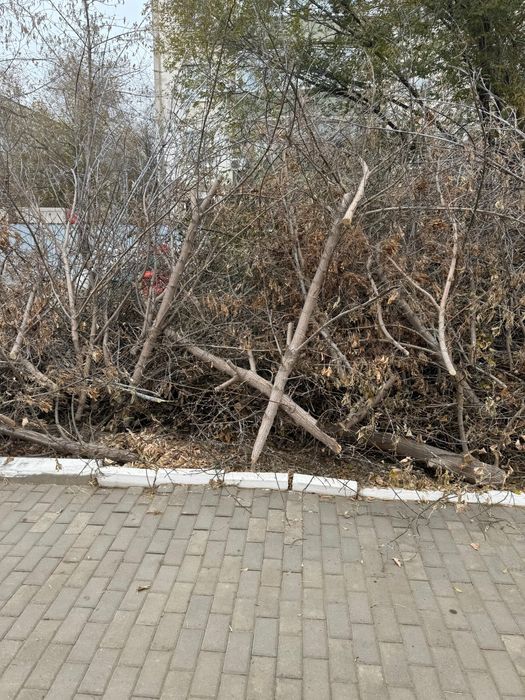 Отдам дрова бесплатно самовывоз