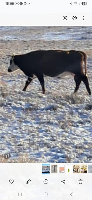 Продам две пары каровый на соғым месный