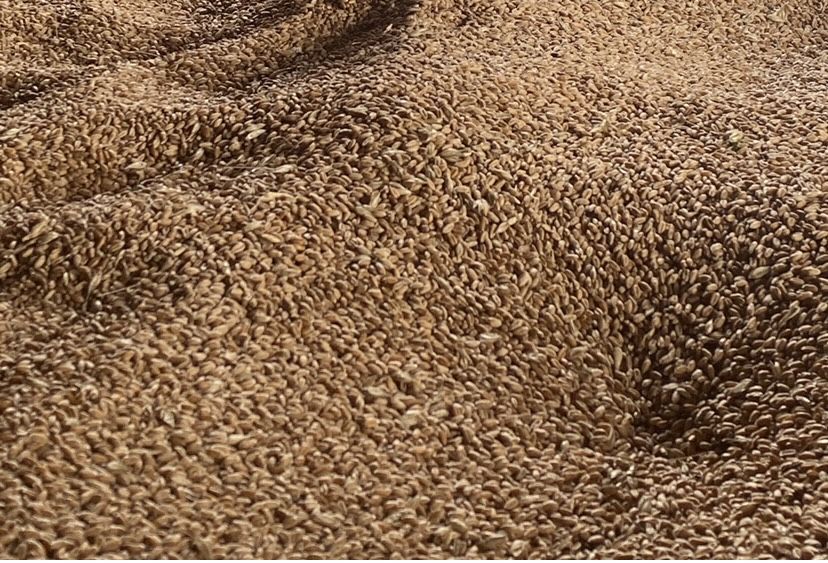 Grâu productia anului 2025