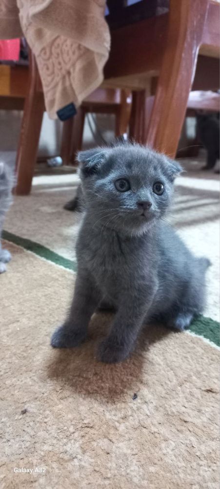 Продаются котята