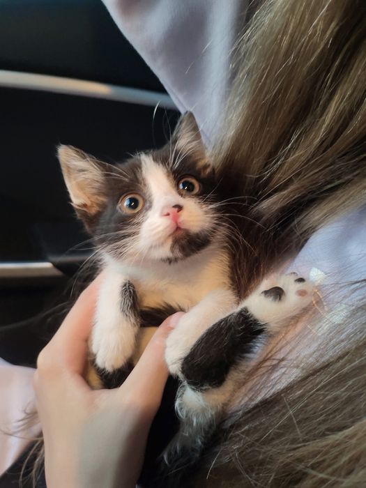 В добрые руки котенок
