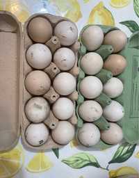 Vând oua de găina BIO