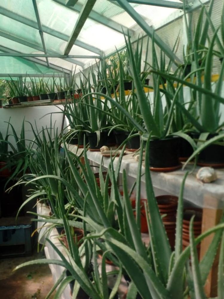 Plante Aloe Vera