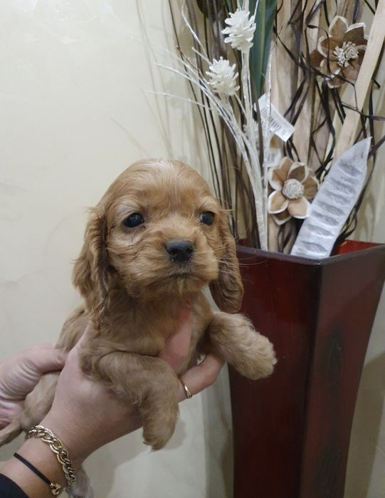 Кокер шпаньол чистокръвни