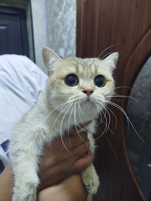 Продам чистокровных шиншилл