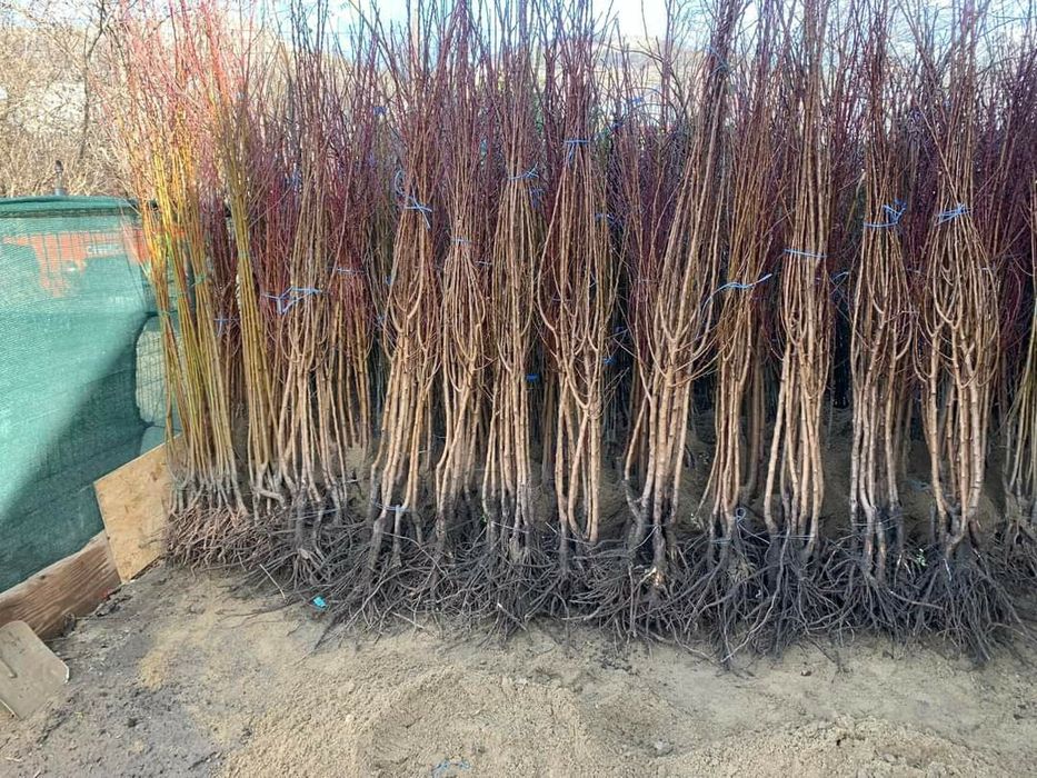 Pomi certificati si vita altoita