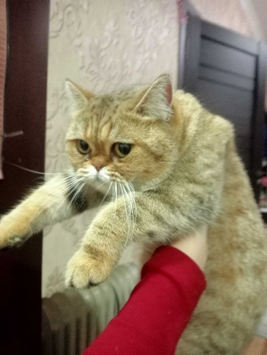 Кошечка породистая, ДОБРЫЕ РУКИ