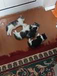 Бесплатно кошки кому нужно