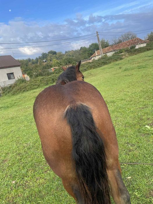 Vând o manza ardaneza si o iapa