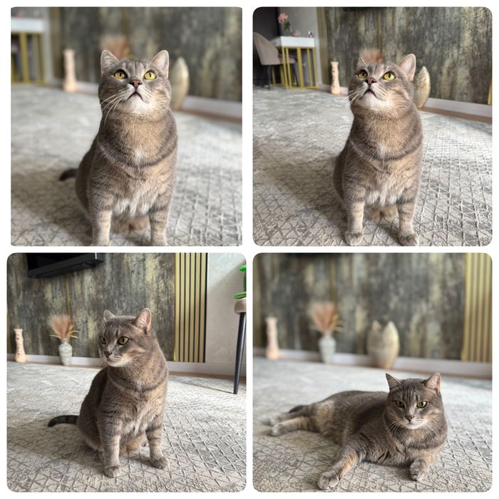 Отдам кота в хорошие руки