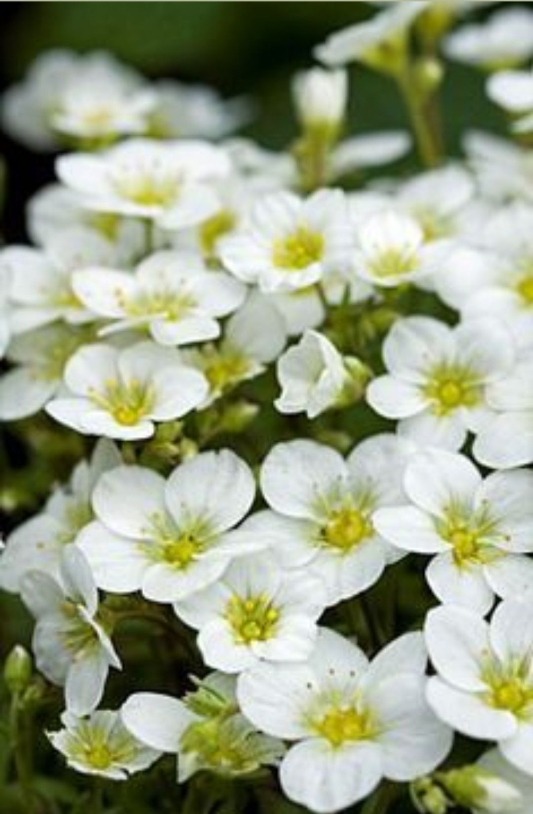 Саксифрага Бяла и Червена 
Saxifraga x arendsii pixi pan red.