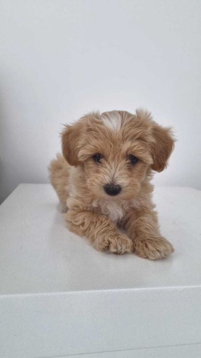 Cățeluș Maltipoo M talie mini toy, carnet de vaccin, deparazitat