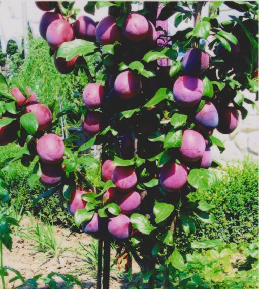 Pomi Fructiferi Columnari soiuri de  prun