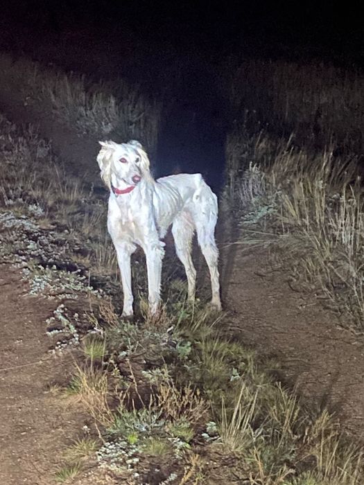 Асаламуалекум продам суку тазы шолак