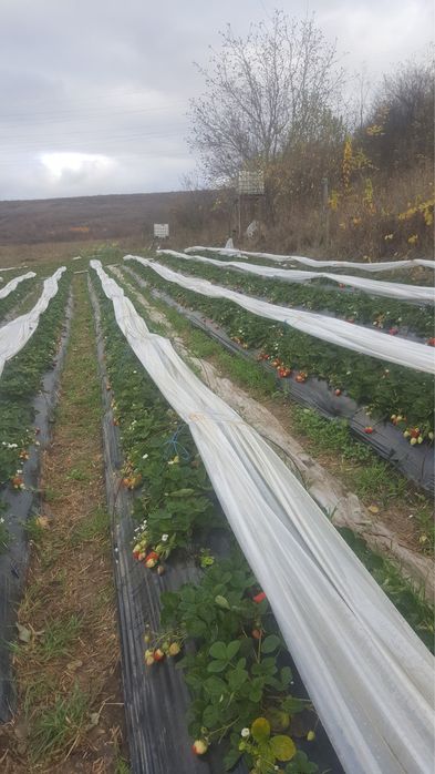 Folie TUNEL pentru culturi Extratimpurii 1.4x1000m