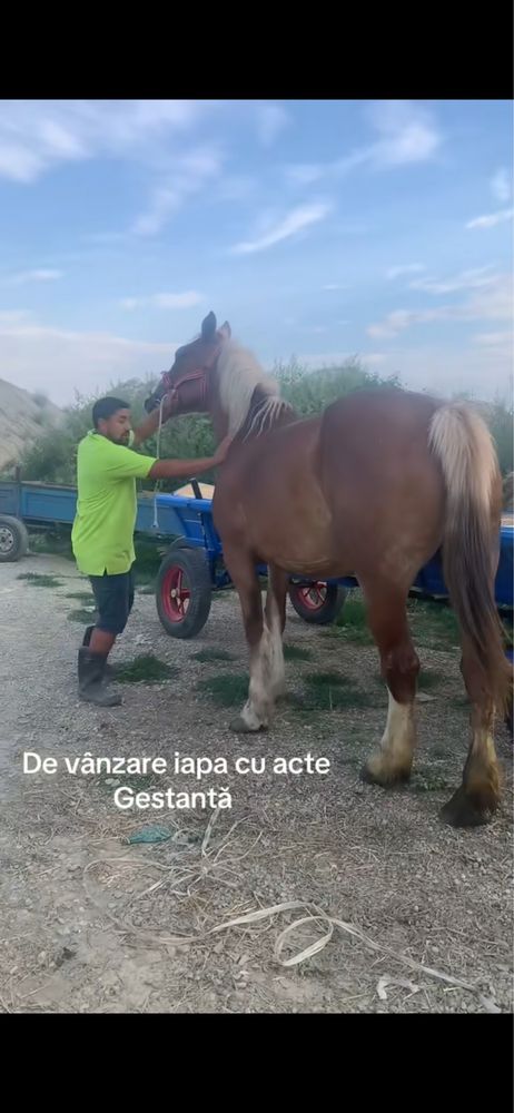 De vanzare iapa de casa