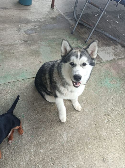 Donez câine Husky Siberian