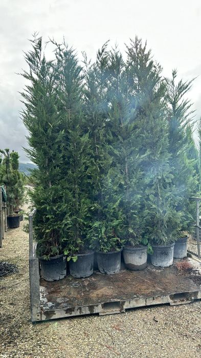 Leylandii 350cm cm