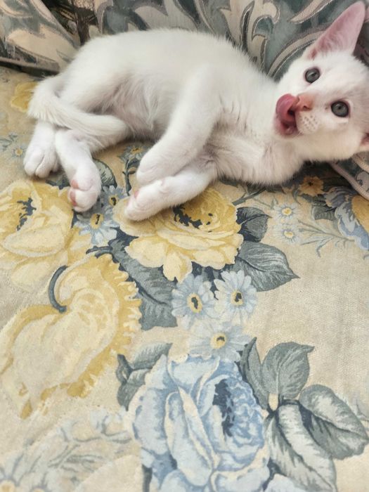 Бенгало Сфински котки