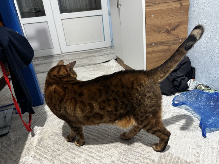 Кошка, котёног Бенгальская