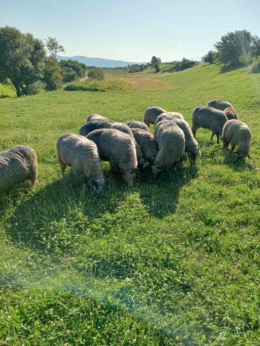 Vând 15 oi tinere.