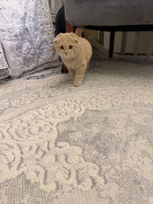 Вислоухая Кошка пародистая