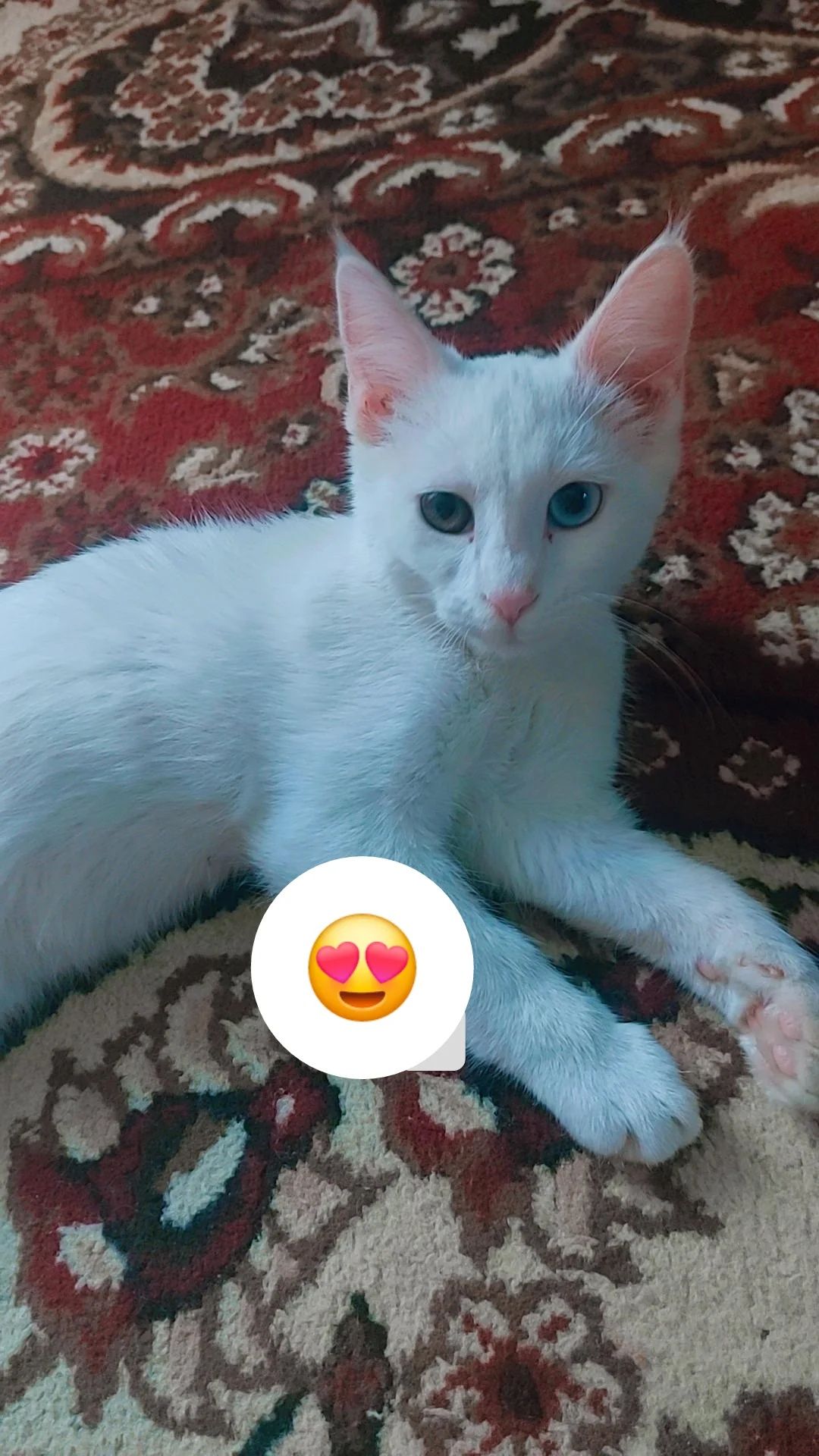 Mushuk sotiladi zotli