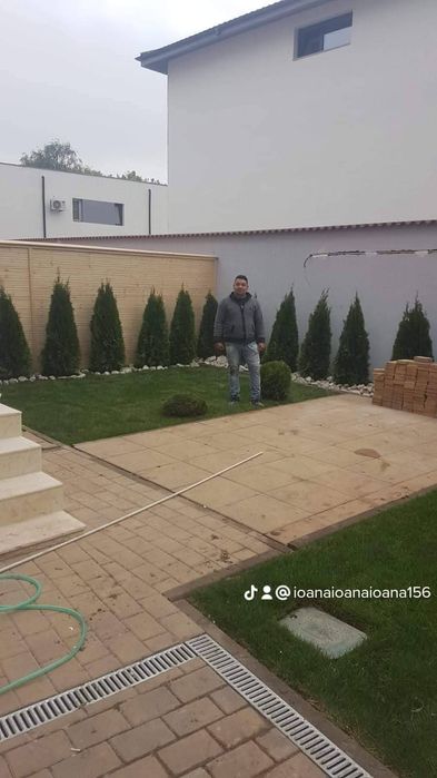 Vând plante ornamentale tuia smarand tuia Leylandii