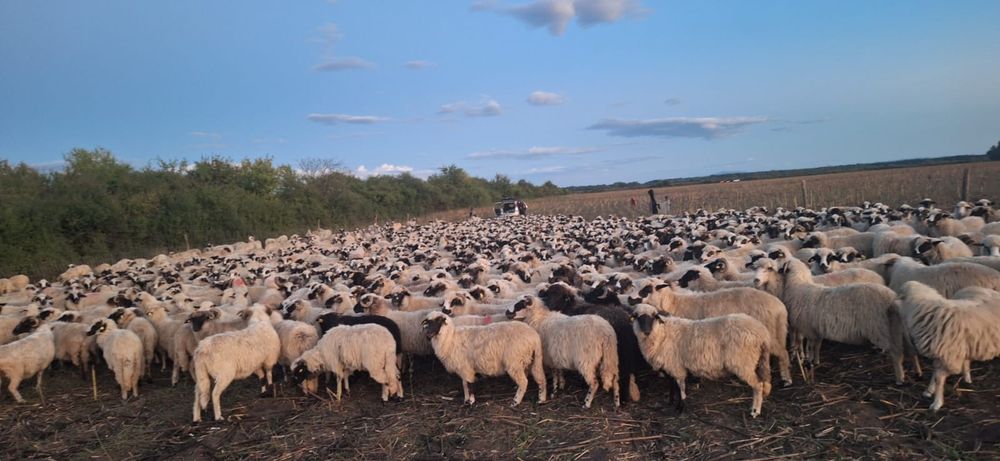 Vând  oi  țurcane