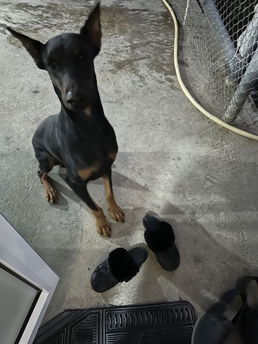 Продаётся самец ( доберман). Сотилади