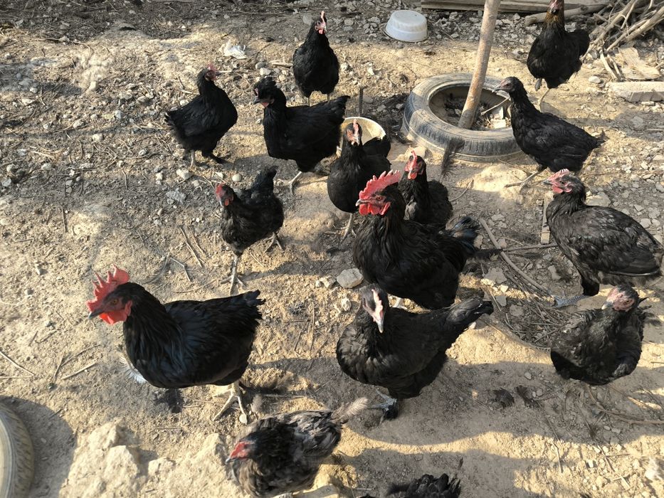 Кора товуклар ва хурозлар сотилади. Продаются  куры и петухи