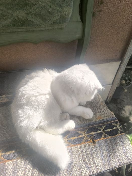 Вислоухие котчта