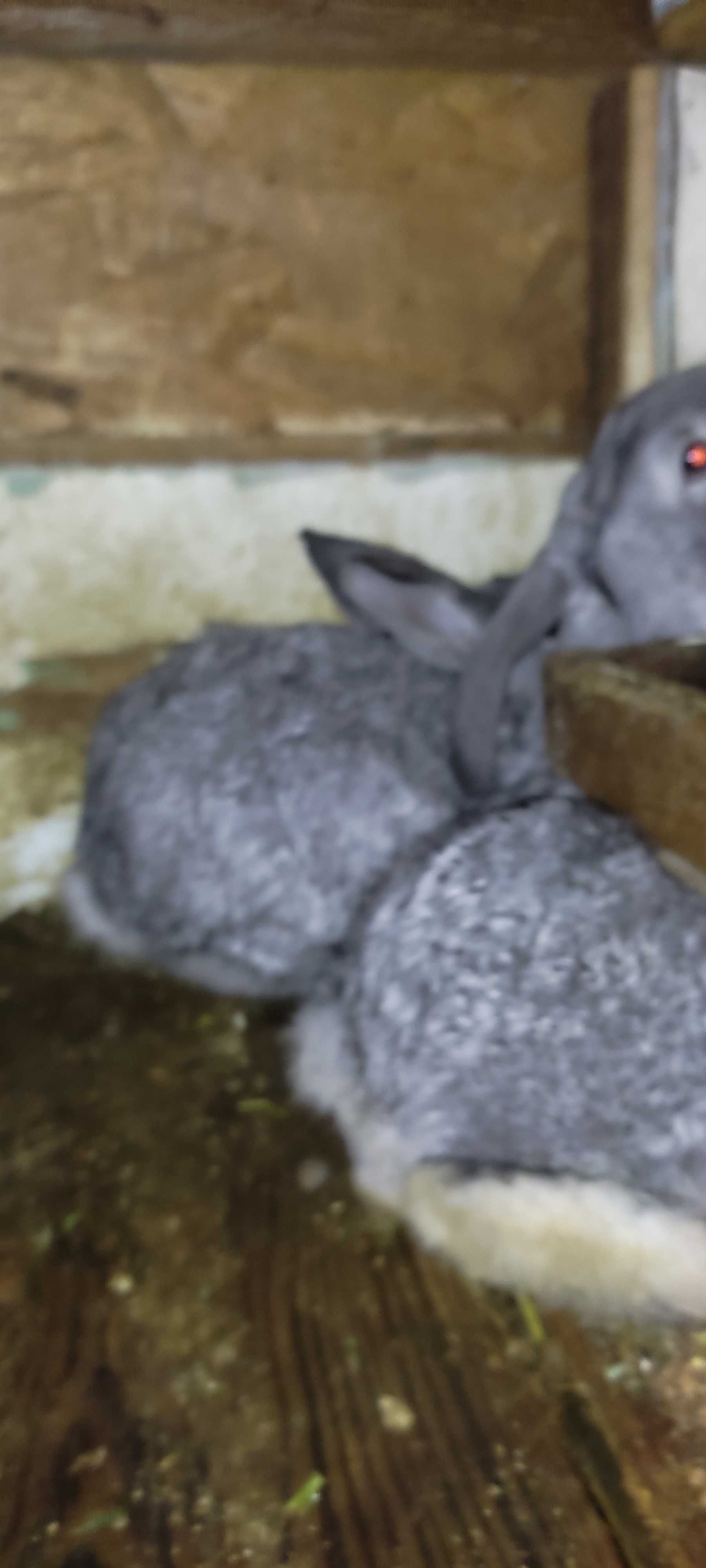 Кролики  хорошие самки