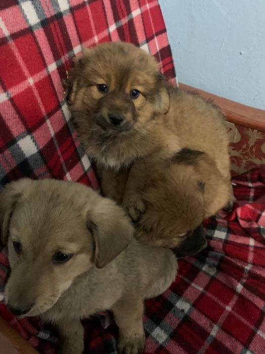 Dau spre adoptie 2 fete si un baiat are 2 luni