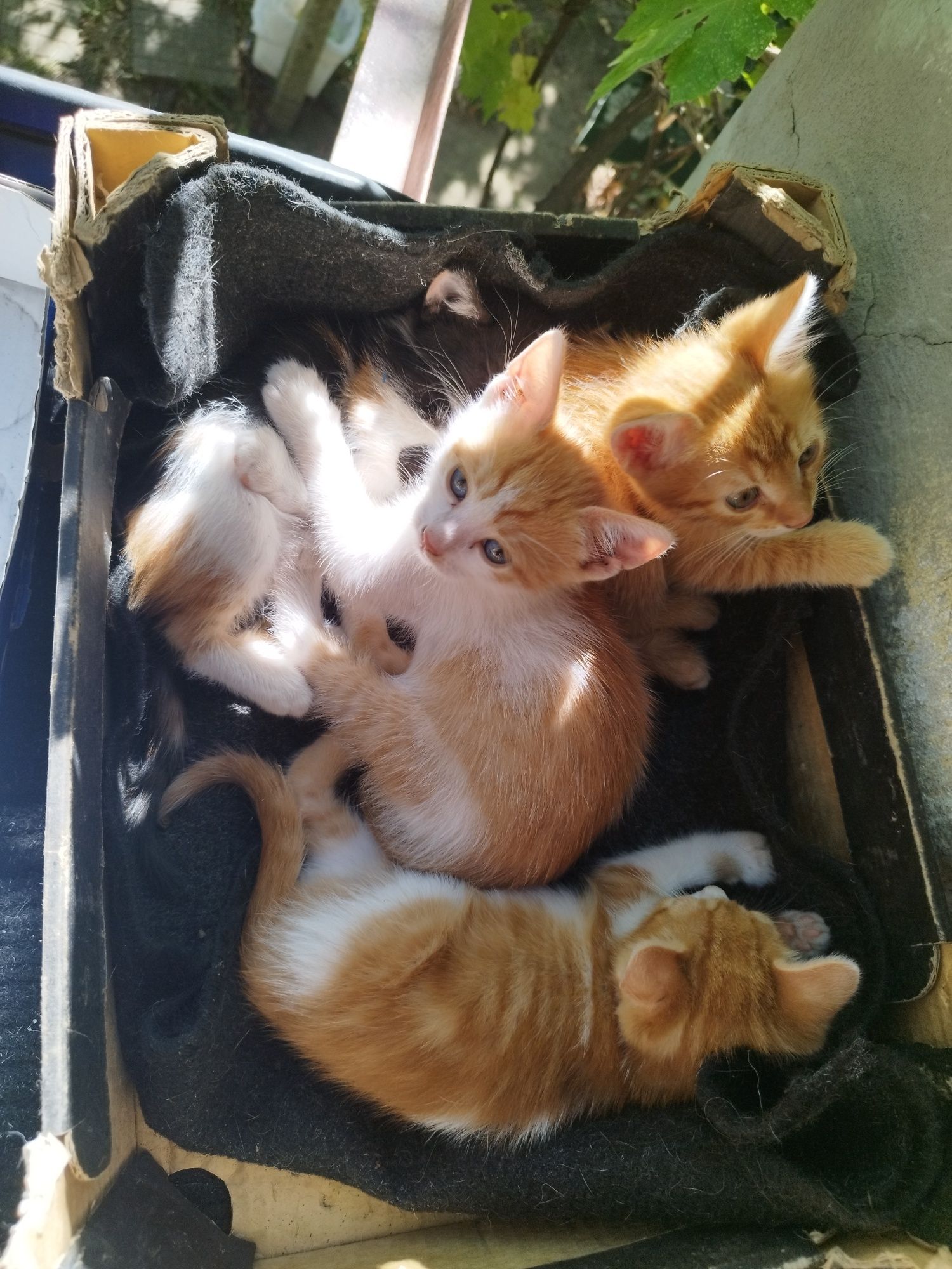 Подарявам малки котенца