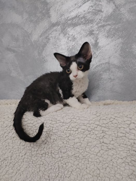 Devon Rex pui mascul