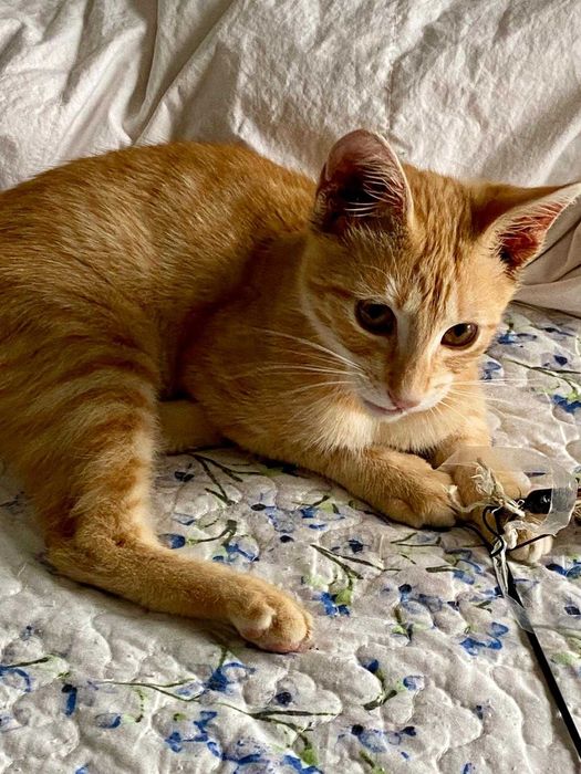 Adoptie pui motan 5 luni, deparazitat, vaccinat