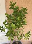 Calamondin de vanzare