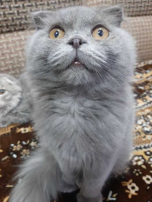 Скоттиш страй 5ойли