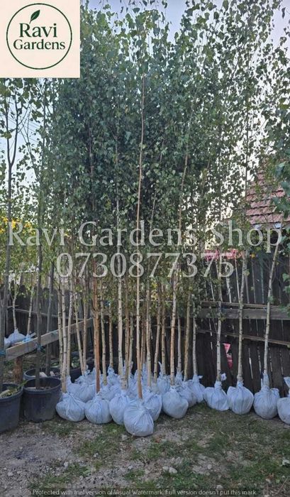 Copaci Pentru Grădină: Tei, Mesteacăn | Scoatere la Comandă