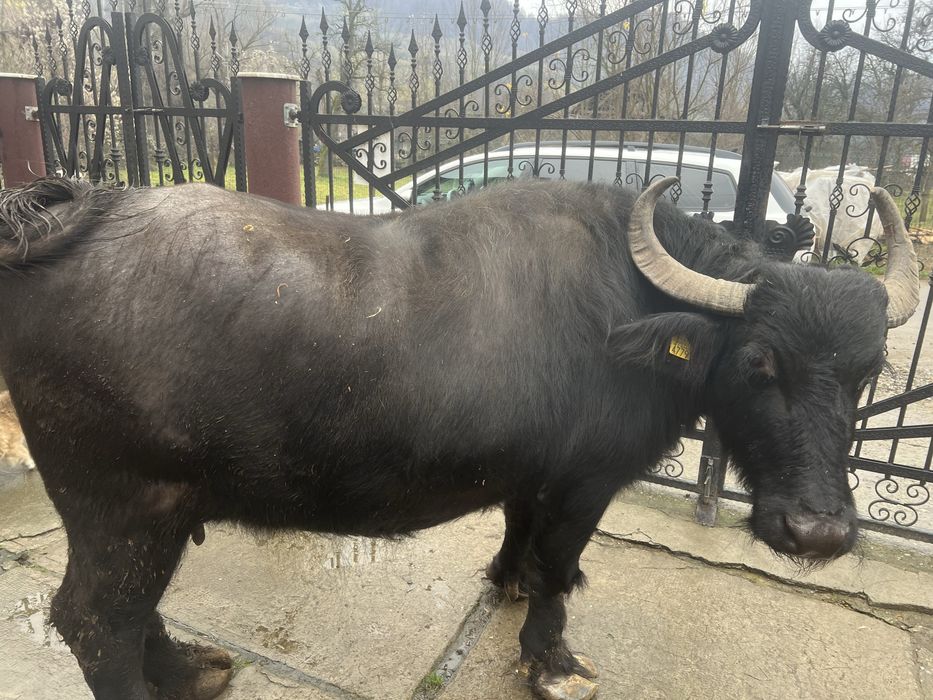 Bivolița de vânzare