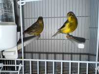 Canari  pereche timbrado