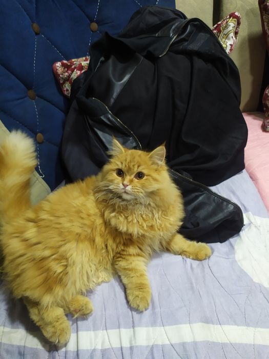 Strayt ogil bola taxminan 7 oyli